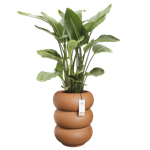 amber roll high 43cm caramello